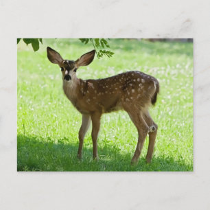 GEPUNKTET FAWN POSTKARTE