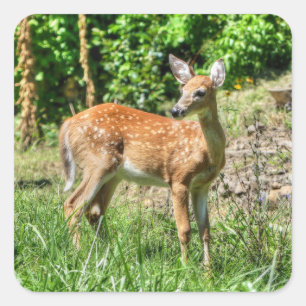 Gepunktet Fawn Quadratischer Aufkleber