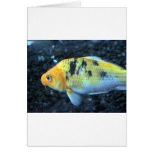 Gepunktet Goldfish