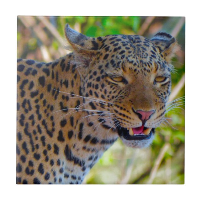 Gepunktet Leopard Fliese (Vorderseite)