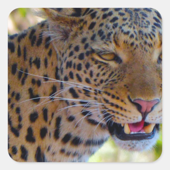 Gepunktet Leopard Quadratischer Aufkleber (Vorderseite)