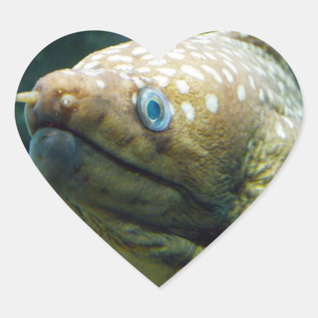 Gepunktet Moray Eel Herz-Aufkleber (Vorderseite)