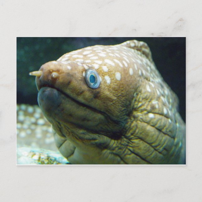 Gepunktet Moray Eel Postkarte (Vorderseite)