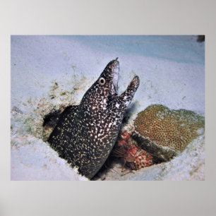 Gepunktet Moray in Cozumel Poster