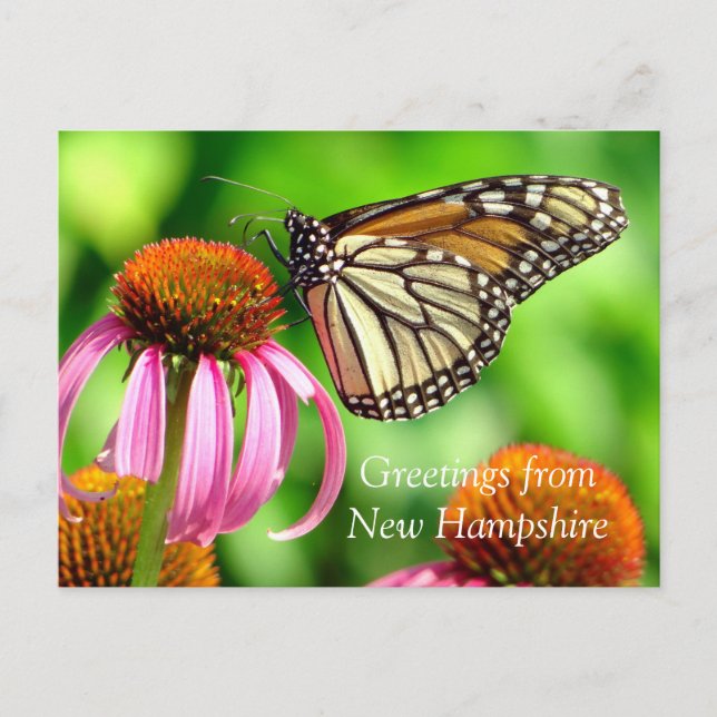 Gepunktet Orange Butterfly_Grüße von NH Postkarte (Vorderseite)
