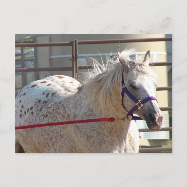 Gepunktet Pony Postkarte (Vorderseite)