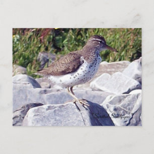 Gepunktet Sandpiper 1 Postkarte