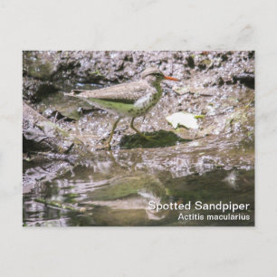 Gepunktet Sandpiper Postkarte