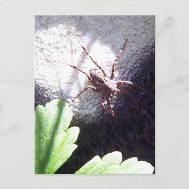 Gepunktet Spider Postkarte (Vorderseite)