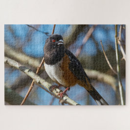 Gepunktet Towhee