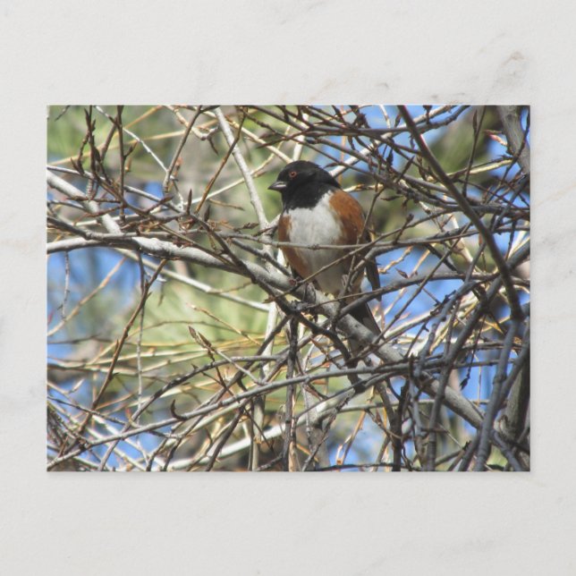 Gepunktet Towhee Postkarte (Vorderseite)