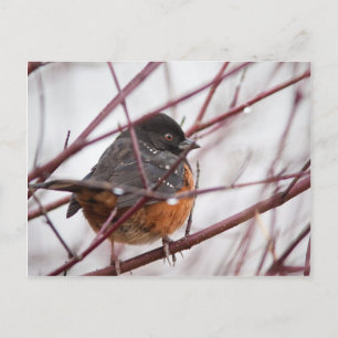 Gepunktet Towhee Postkarte