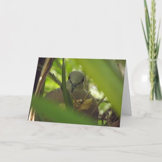 Gepunktet Turtle Dove Grußkarte Karte (Vorderseite)