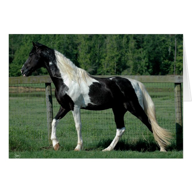 Gepunktet Walker (Vorderseite (Horizontal))