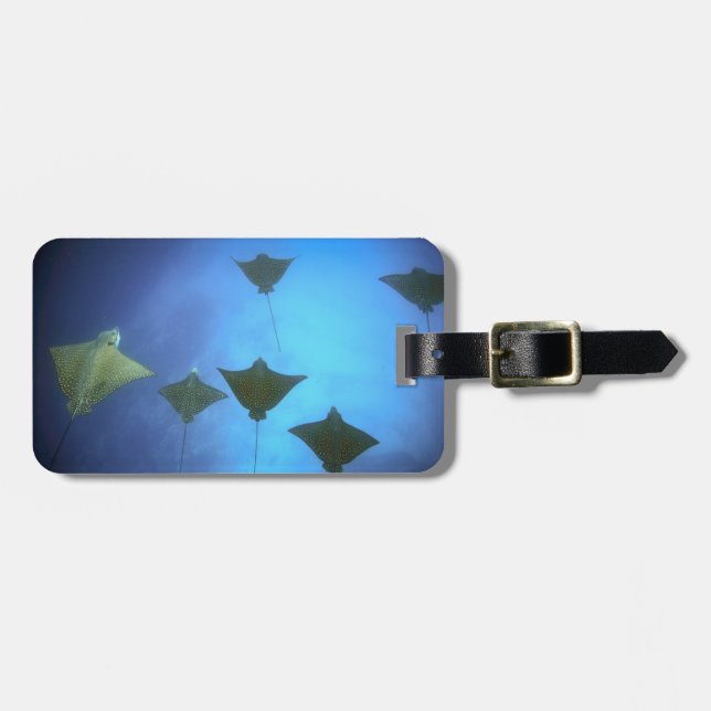 Gepunktete Adlerrochen schwimmen unter Wasser von  Gepäckanhänger (Vorderseite horizontal)