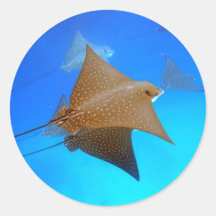 Gepunktete Adlerrochen unter Wasser Galapagos Runder Aufkleber