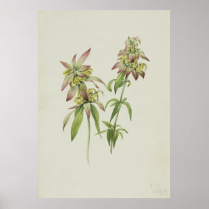 Gepunktete Bienenvölker (Monarda punctata) Poster