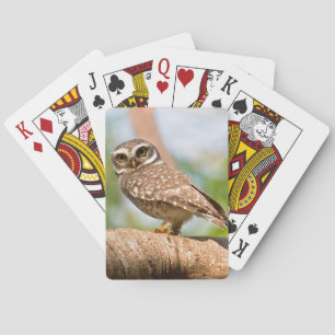 Gepunktete Eule auf dem Morgenflug. Spielkarten