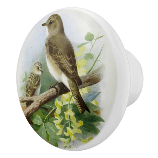 Gepunktete Fliegenfänger, KunstIllustration Keramikknauf (Rechts)