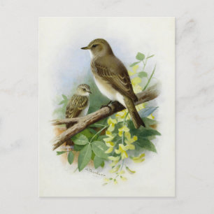 Gepunktete Fliegenfänger, KunstIllustration Postkarte