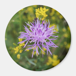 Gepunktete Knapweed Lila Wildblume Runde Magnet