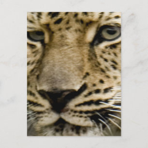 Gepunktete Leopard-Postkarte Postkarte
