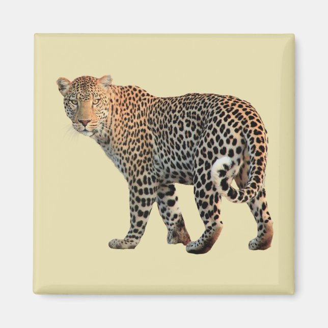Gepunktete Leopard Wild Cat Fotografie Magnet (Vorne)