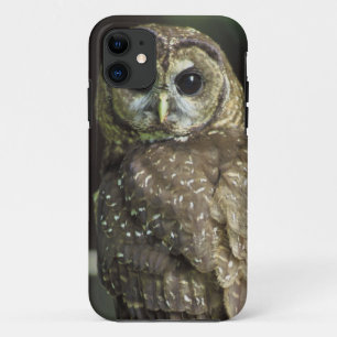 Gepunktete Nordeule iPhone 11 Hülle