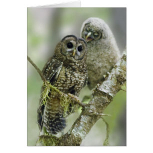Gepunktete Nördliche Eule mit ihrer Owlet