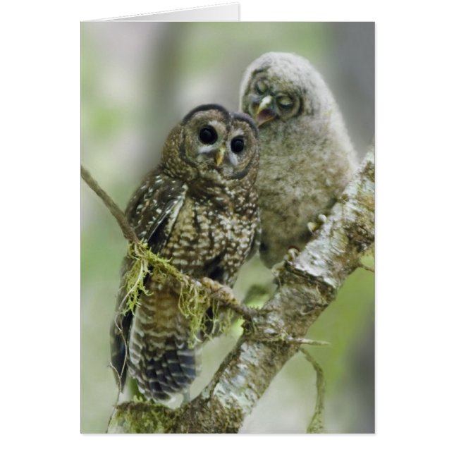 Gepunktete Nördliche Eule mit ihrer Owlet (Vorne)