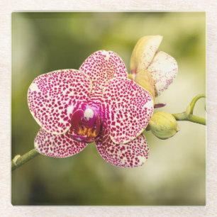 Gepunktete Orchidee Glasuntersetzer
