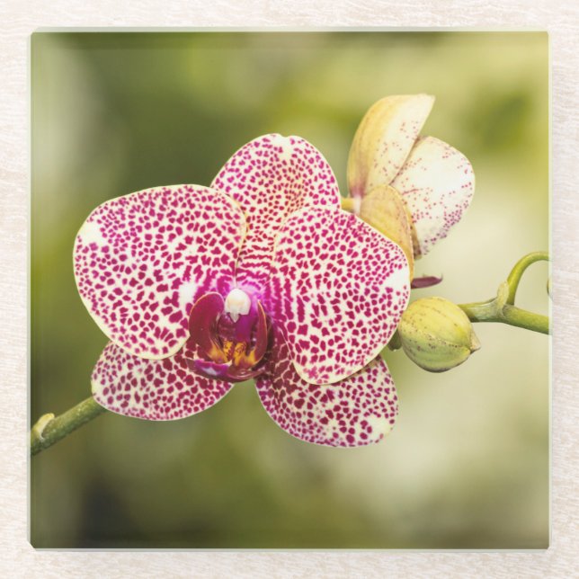 Gepunktete Orchidee Glasuntersetzer (Vorderseite)