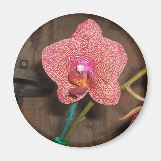 gepunktete Orchidee Magnet (Vorne)