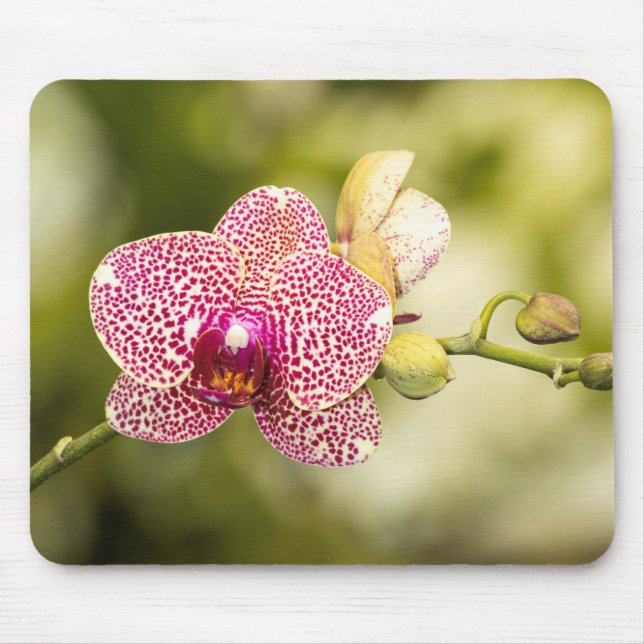 Gepunktete Orchidee Mousepad (Vorne)
