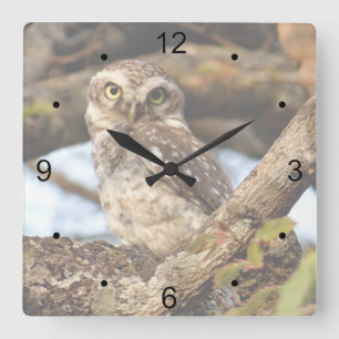 Gepunktete Owlet Quadratische Wanduhr