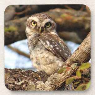 Gepunktete Owlet Untersetzer