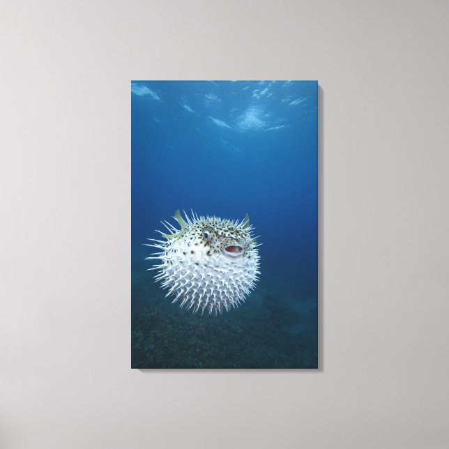 Gepunktete Porcupine Leinwanddruck (Vorderseite)