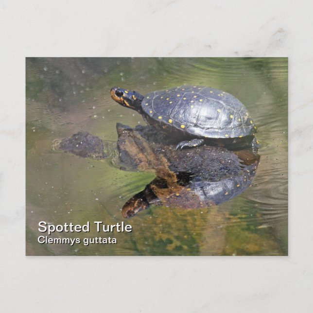 Gepunktete Schildkröte Postkarte (Vorderseite)