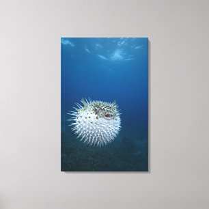 Gepunktete Stachelschwein-Fische Leinwanddruck