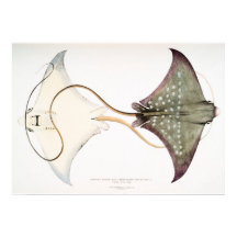 Gepunkteter Adler Stingray: Eine großartige Kreatu