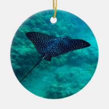 Gepunkteter Adler-Strahl Hanauma Bucht-Hawaiis