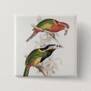 Gepunkteter Bill Aracari, 19. Jahrhundert Button