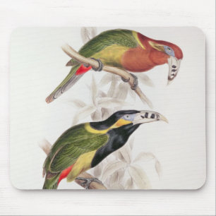 Gepunkteter Bill Aracari, 19. Jahrhundert Mousepad