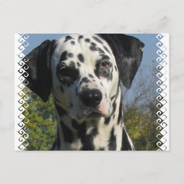 Gepunkteter Dalmatiner Postkarte (Vorderseite)