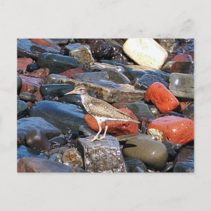 Gepunkteter Sandpiper 2 Postkarte
