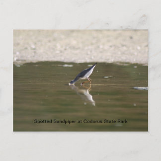 Gepunkteter Sandpiper im Codorus Staat Park Postkarte