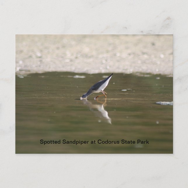 Gepunkteter Sandpiper im Codorus Staat Park Postkarte (Vorderseite)