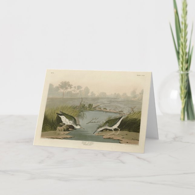 Gepunkteter Sandpiper von Audubons Vögeln in Ameri Karte (Vorderseite)