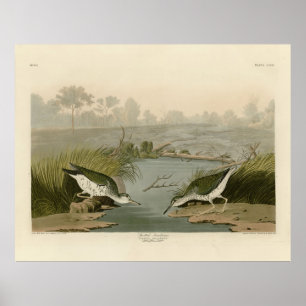 Gepunkteter Sandpiper von Audubons Vögeln in Ameri Poster