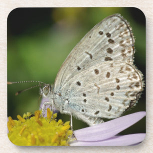 Gepunkteter Schmetterling Getränkeuntersetzer
